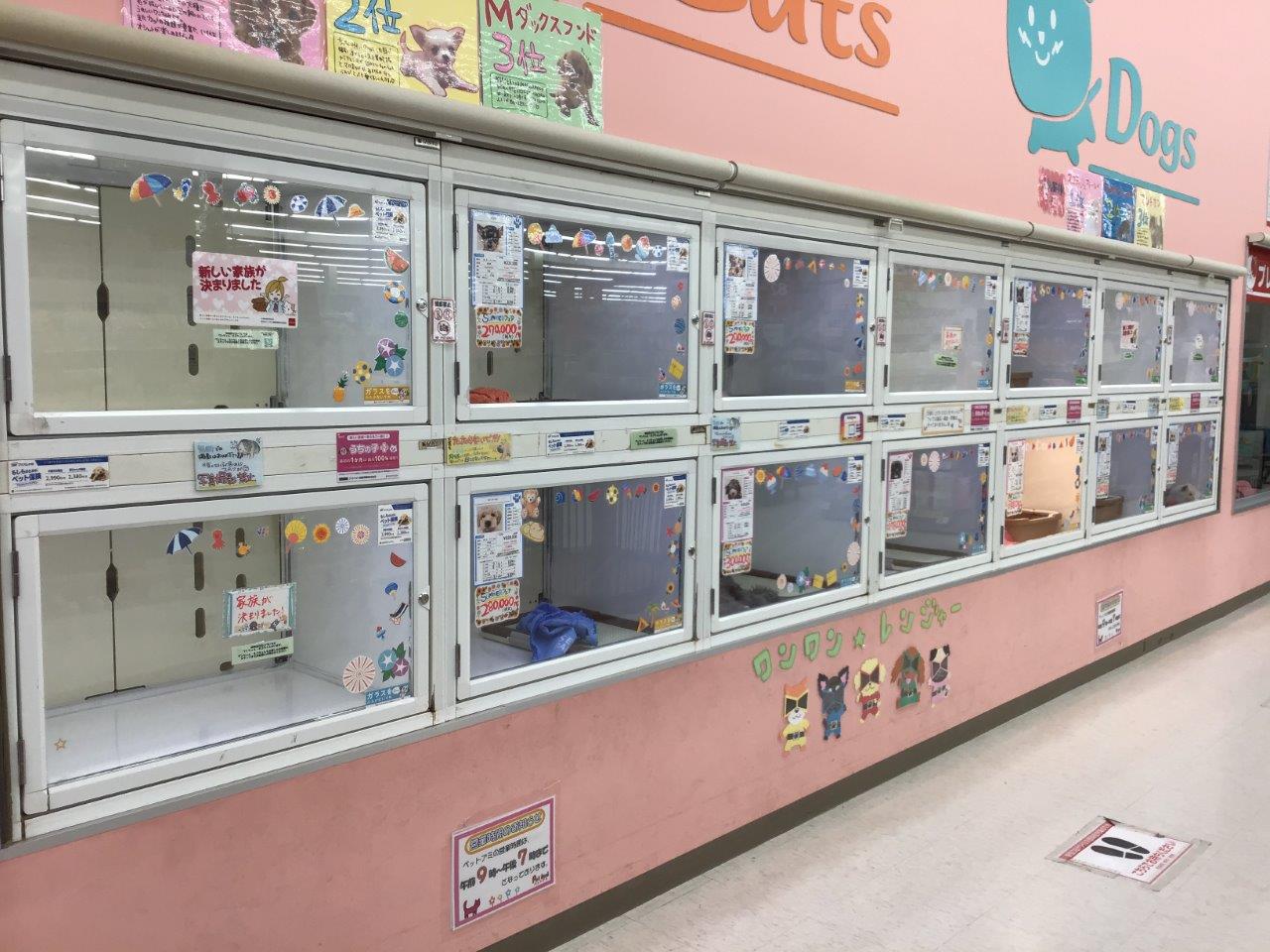 ペットアミ宇土店 ペット検索 ペット大好き ペットアミ宇土店 ペット検索 ペット大好き