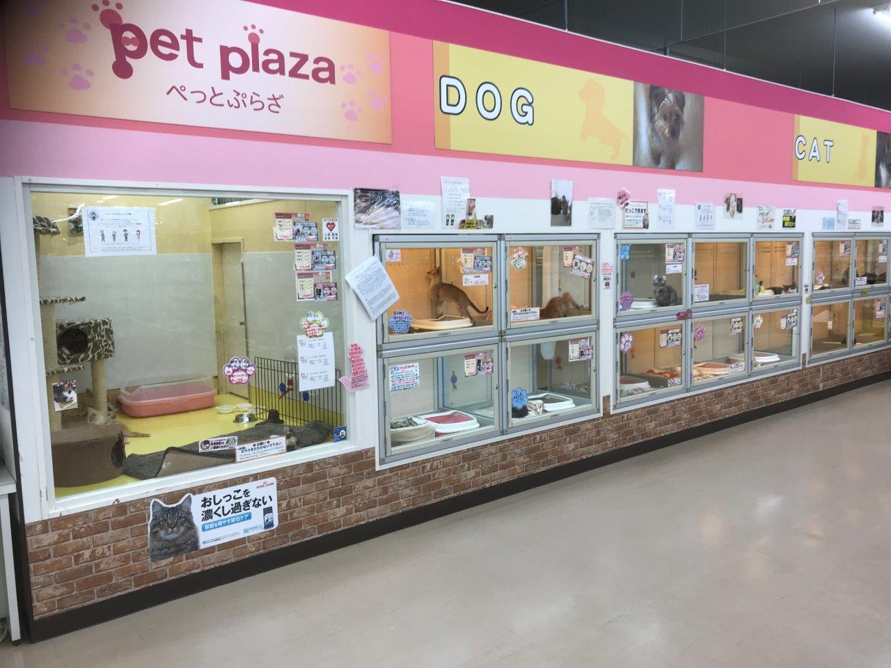 ペットプラザ小束山店犬猫コーナー ペット検索 ペット大好き ペットプラザ小束山店犬猫コーナー ペット検索 ペット大好き