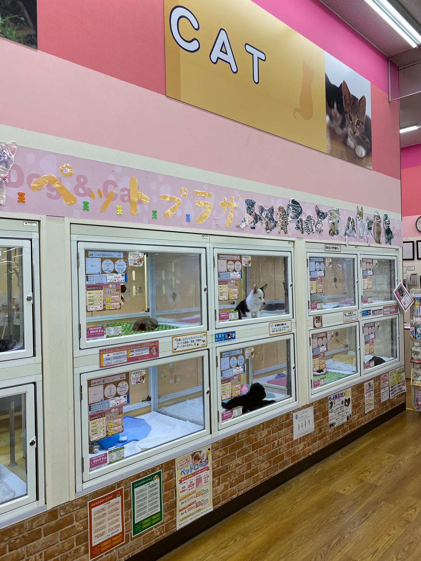 ペットプラザ西大寺店｜ペット検索｜ペット大好き！