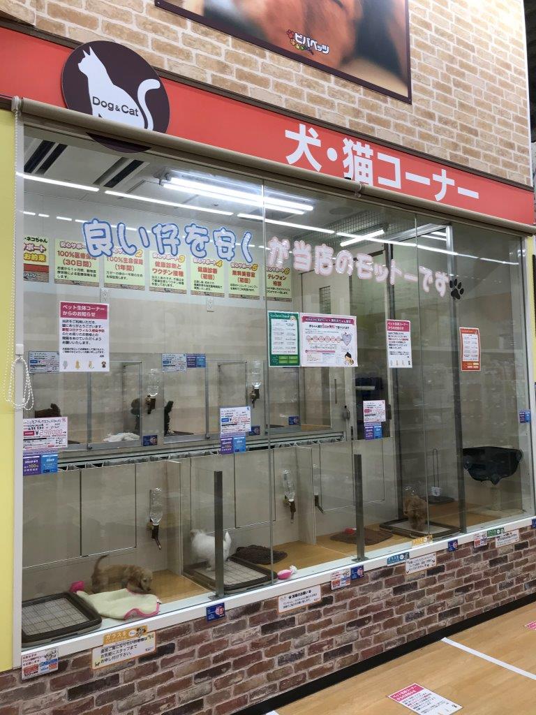 ビバペッツ大阪ドームシティ店 ペット検索 ペット大好き