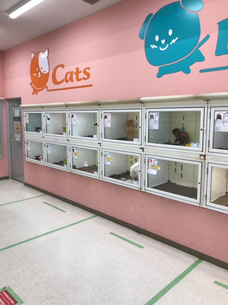 ペットアミ周船寺店 ペット検索 ペット大好き