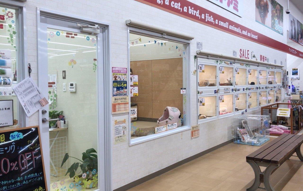 ペットアミ須恵店 ペット検索 ペット大好き ペットアミ須恵店 ペット検索 ペット大好き