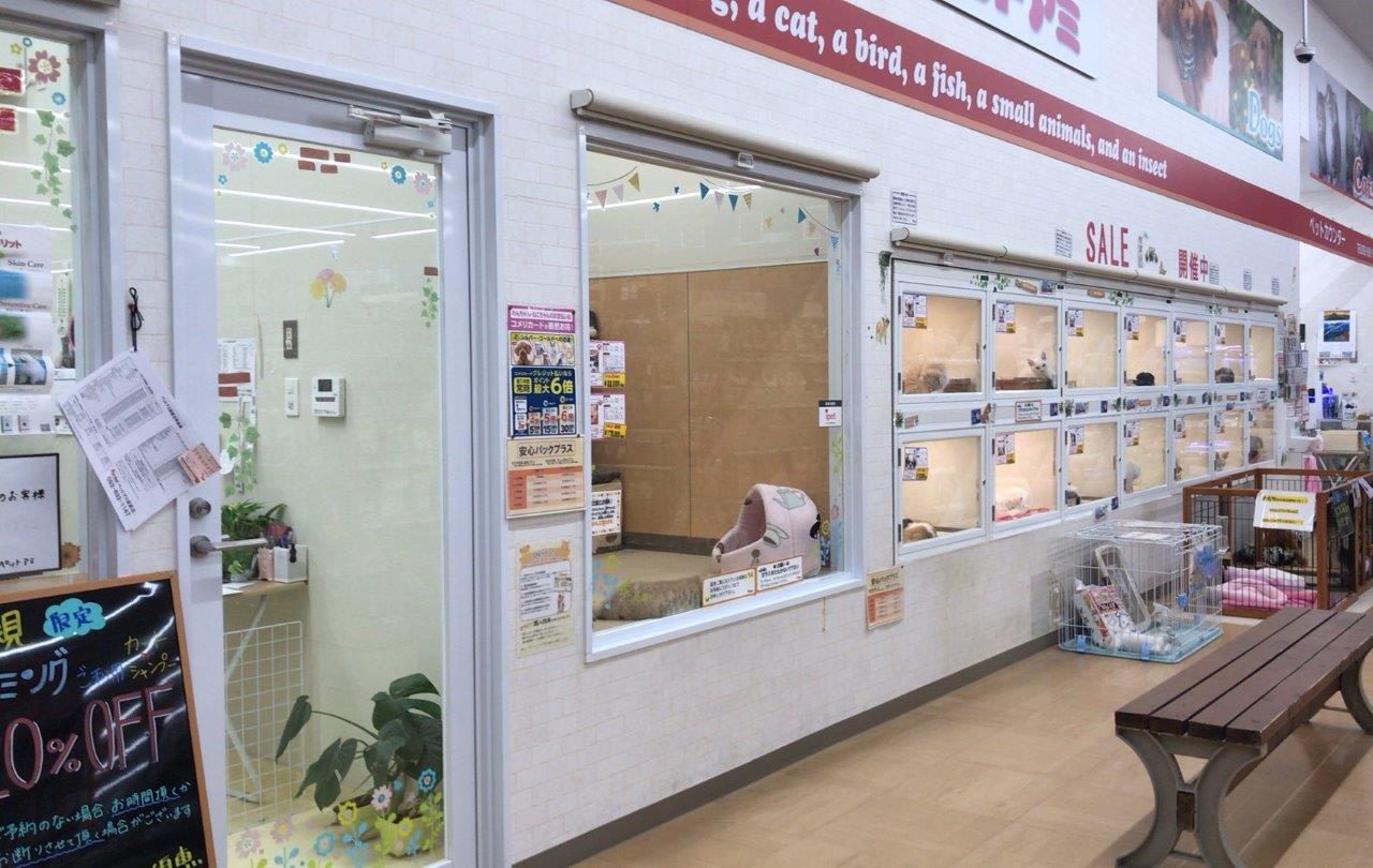 ペットアミ須恵店 ペット検索 ペット大好き