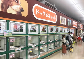 ペットプラザ市川原木店 犬猫コーナー ペット検索 ペット大好き