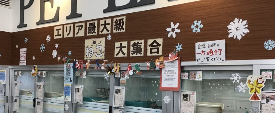 ディスワン桂店 ペット検索 ペット大好き