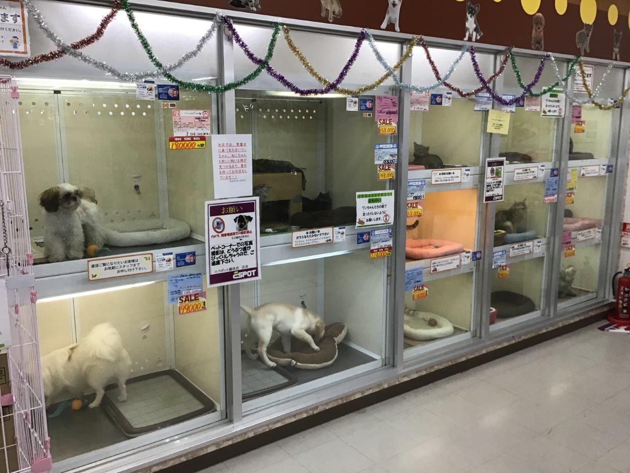 エスポット藤枝店 ペット検索 ペット大好き