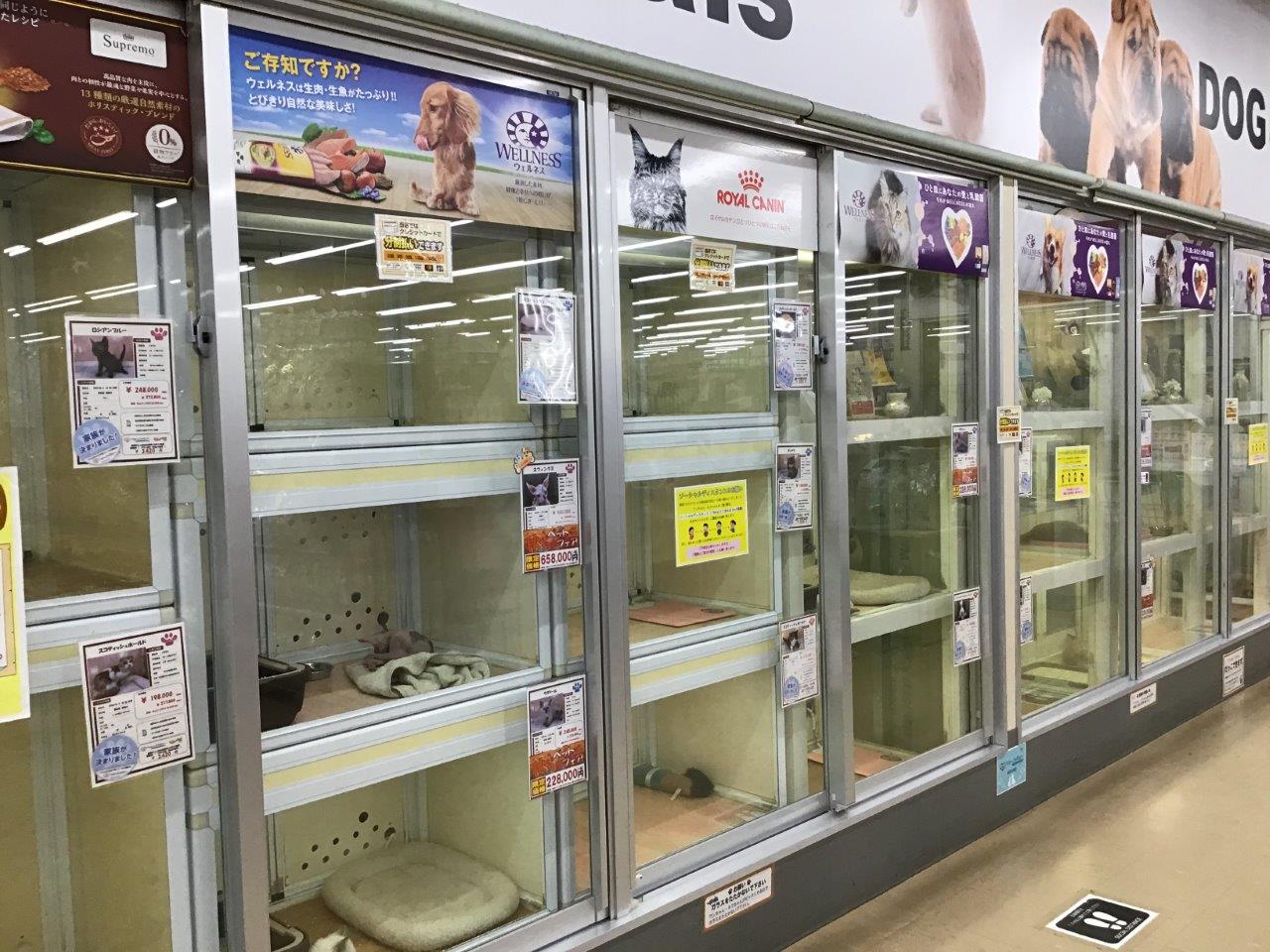 dcmカーマ阿久比店ペットコーナー ペット検索 ペット大好き dcmカーマ阿久比店ペットコーナー ペット検索 ペット大好き