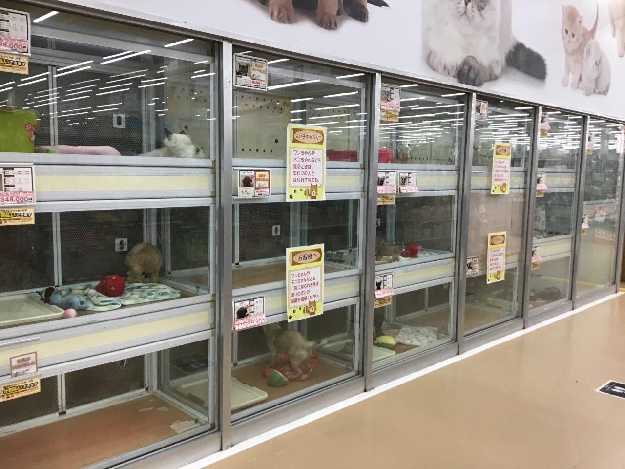 dcmカーマ安城福釜店ペットコーナー ペット検索 ペット大好き dcmカーマ安城福釜店ペットコーナー ペット検索 ペット大好き