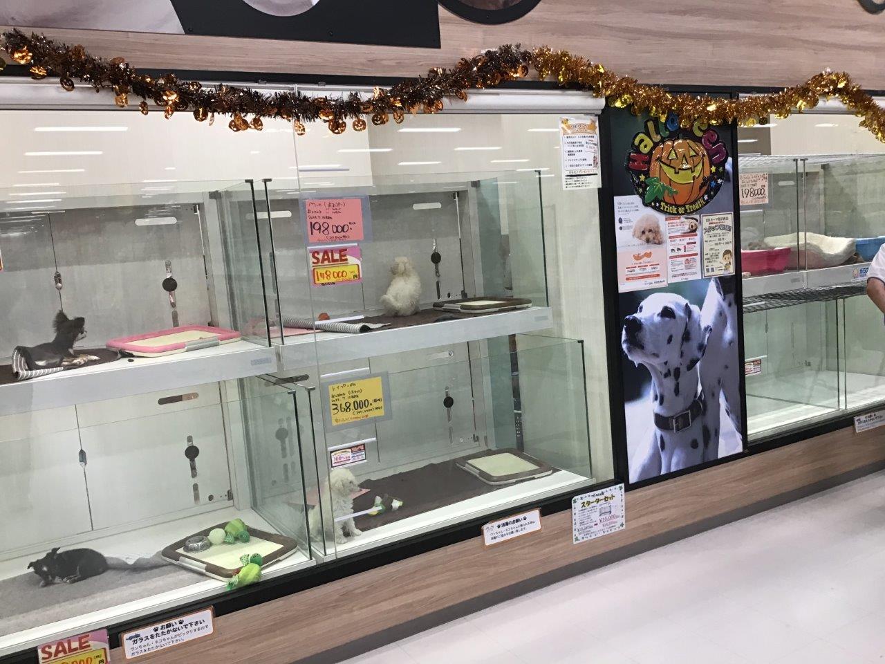 ｄｃｍカーマ稲沢西店ペットコーナー ペット検索 ペット大好き