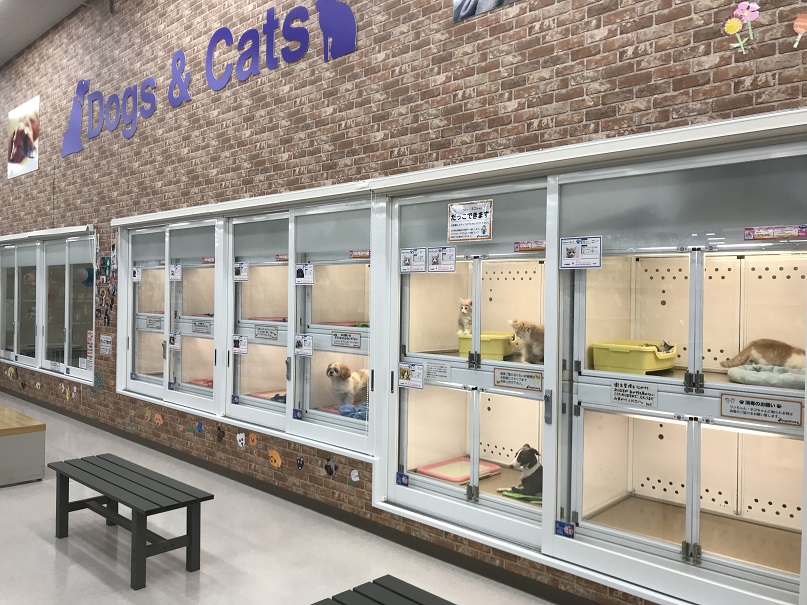 ドッグ キャッツ箕輪店 ペット検索 ペット大好き ドッグ キャッツ箕輪店 ペット検索 ペット大好き