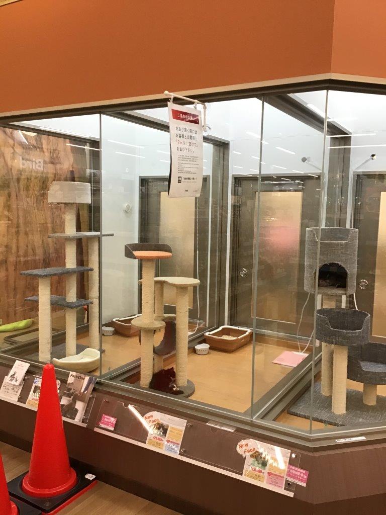 ペッツワン清水店 ペット検索 ペット大好き ペッツワン清水店 ペット検索 ペット大好き