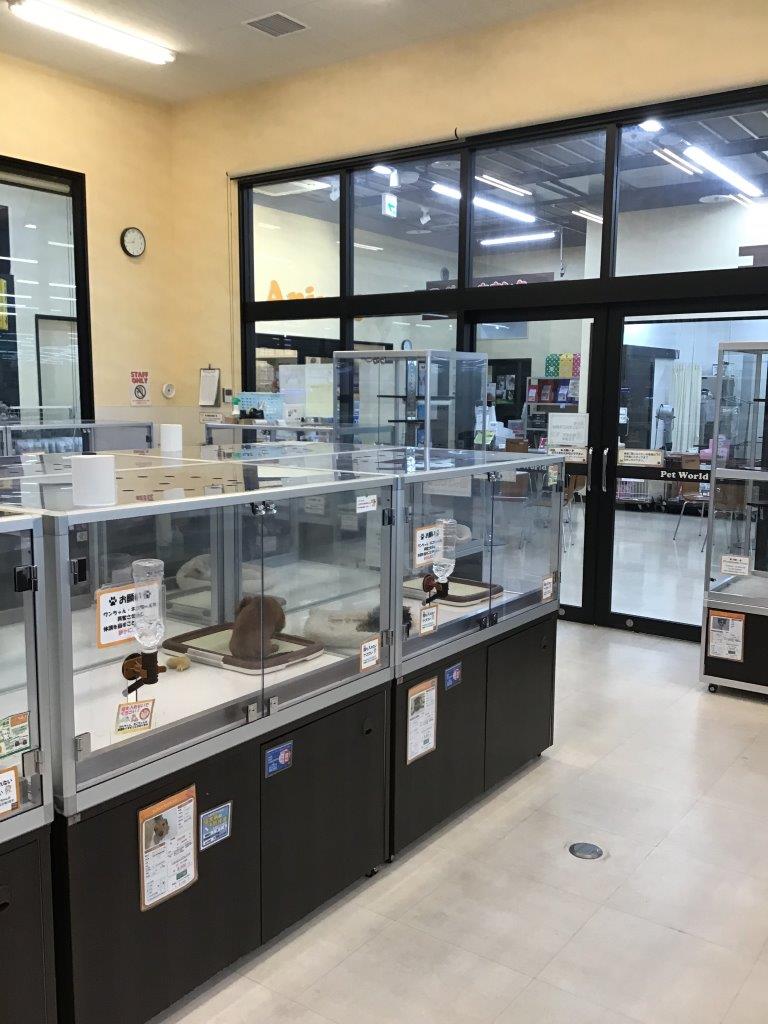 ディスワン浜松浜北店 ペット検索 ペット大好き ディスワン浜松浜北店 ペット検索 ペット大好き