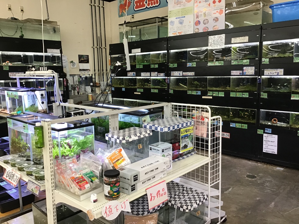ディスワン上尾店 ペット検索 ペット大好き ディスワン上尾店 ペット検索 ペット大好き