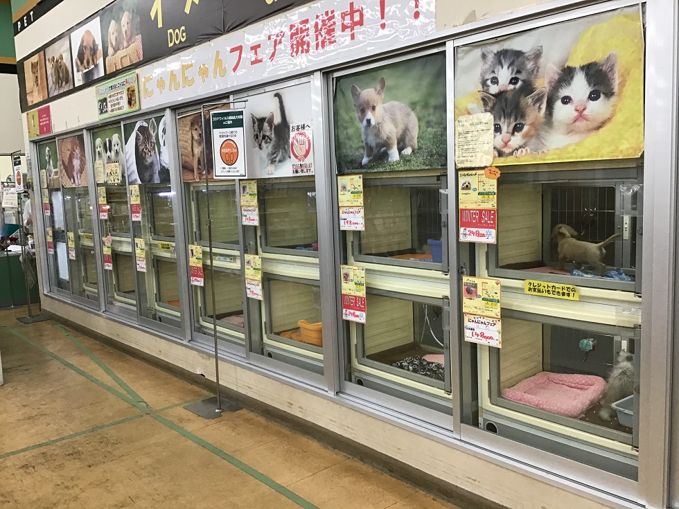 ディスワン上尾店 ペット検索 ペット大好き ディスワン上尾店 ペット検索 ペット大好き