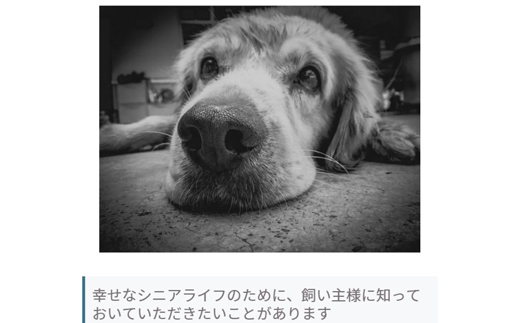 愛犬の幸せなシニアライフのために飼い主が知っておきたいことセミナー