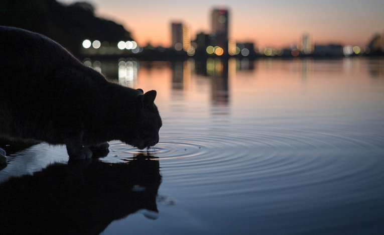 A2の手漉き和紙に印刷した外猫たちの写真展、銀座で開催