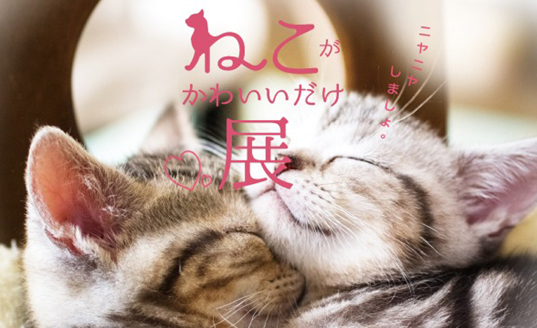 究極のニヤニヤ空間、猫の写真＆グッズ「ねこがかわいいだけ展」全国で開催