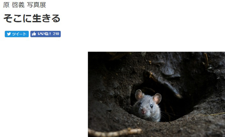 嫌われ者のネズミを被写体として追い、観察から生まれたあるべき姿の写真展