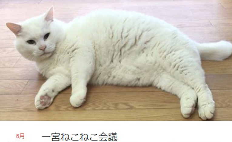 中核市への移行を前に「猫問題」について考える「一宮ねこねこ会議」開催