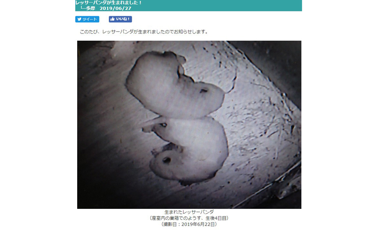 多摩動物公園に2頭の赤ちゃんレッサーパンダ誕生！