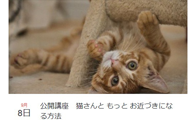 かわいさと愛が満載の公開講座「猫さんと もっと お近づきになる方法」