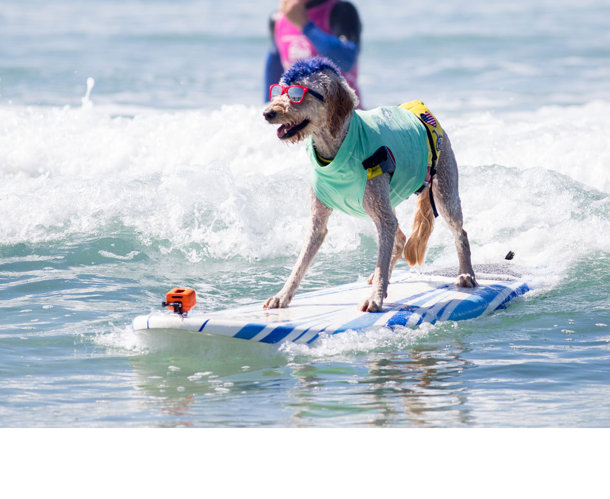 愛犬と波に乗ろう カリフォルニアで話題の犬のサーフィンレッスン ワールドペットニュース ペット大好き