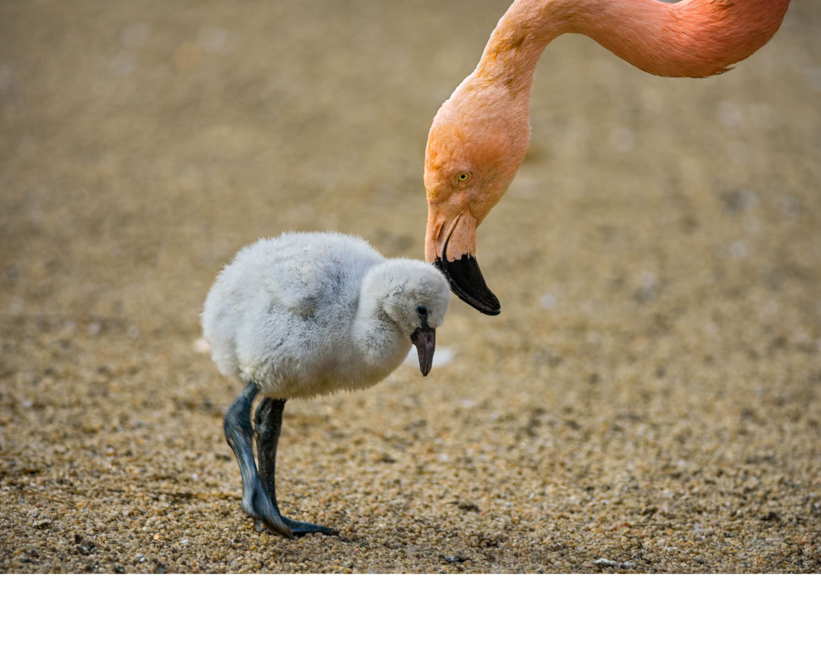 オクラホマ動物園で生まれたかわいいフラミンゴの赤ちゃん ワールドペットニュース ペット大好き