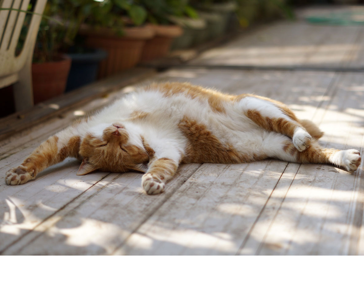 なぜ猫は寝てばかりいるの ワールドペットニュース ペット大好き