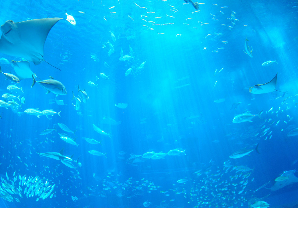 だれもいない水族館を満喫する犬と猫たち