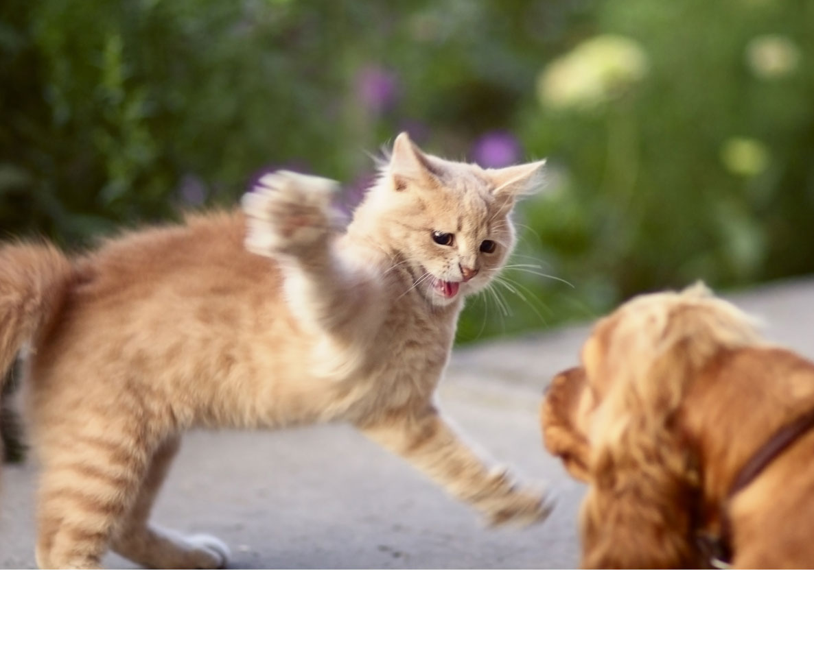 まるでアクション映画 犬を追い払う猫ギャングがかっこいい ワールドペットニュース ペット大好き