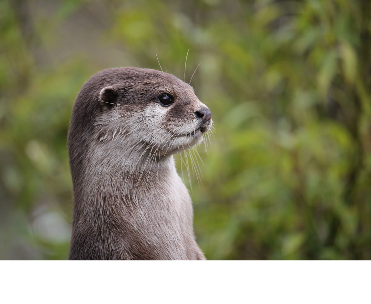 迷子のカワウソの赤ちゃん、 犬に泳ぎ方を学んで野生に帰る