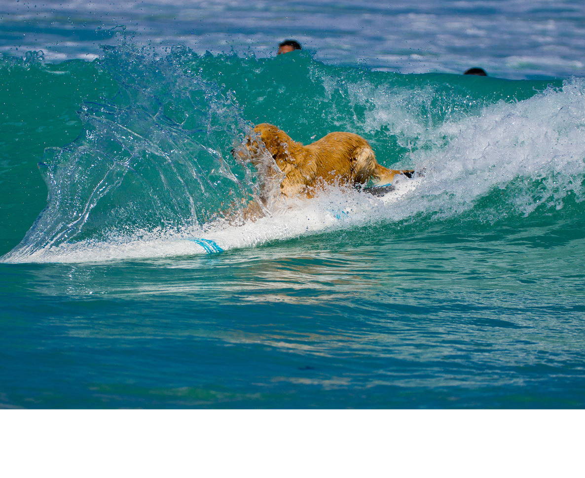 ビーチで一番の人気者は波乗りが大好きなサーファー犬 ワールドペットニュース ペット大好き