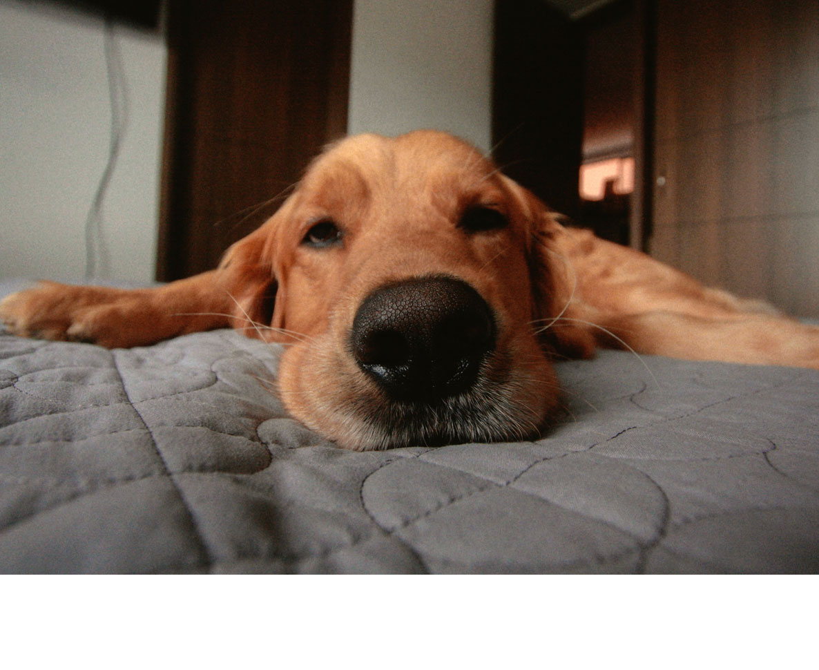 寝落ちた飼い主に布団をかけ、部屋の電気を切ってあげる世話好き犬