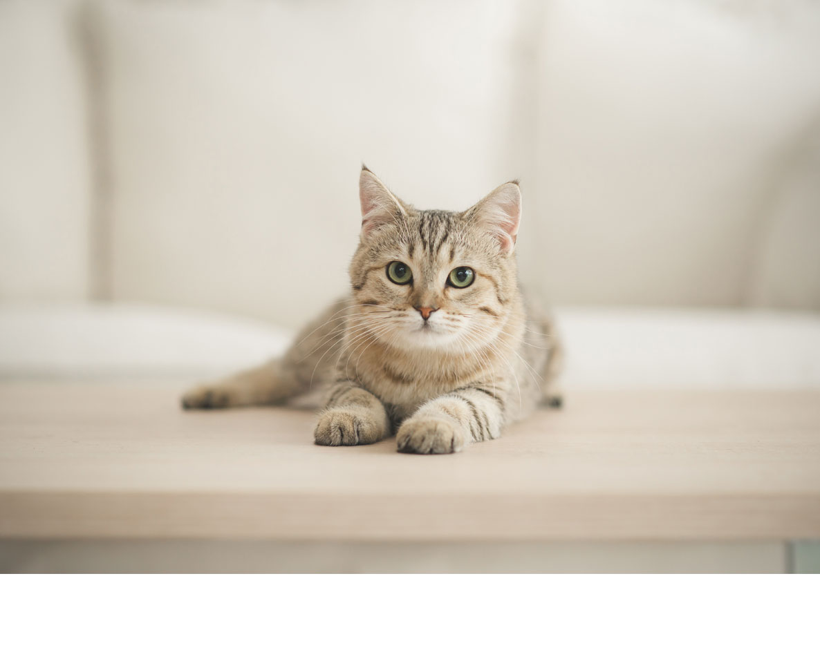意外と知られていない猫の特性