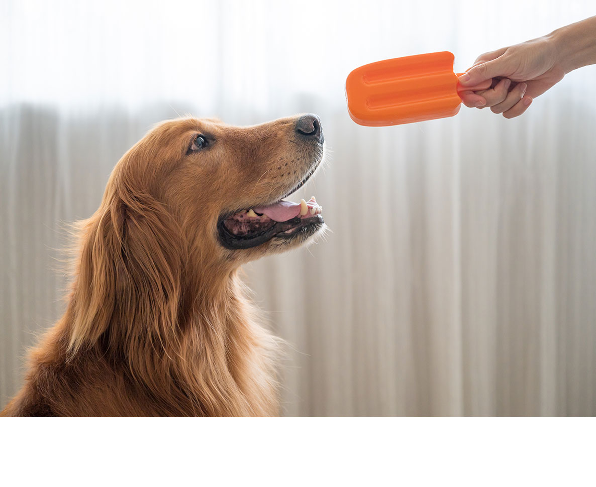 常習犯？飼い主が寝ている間にアイスクリームを盗む犬