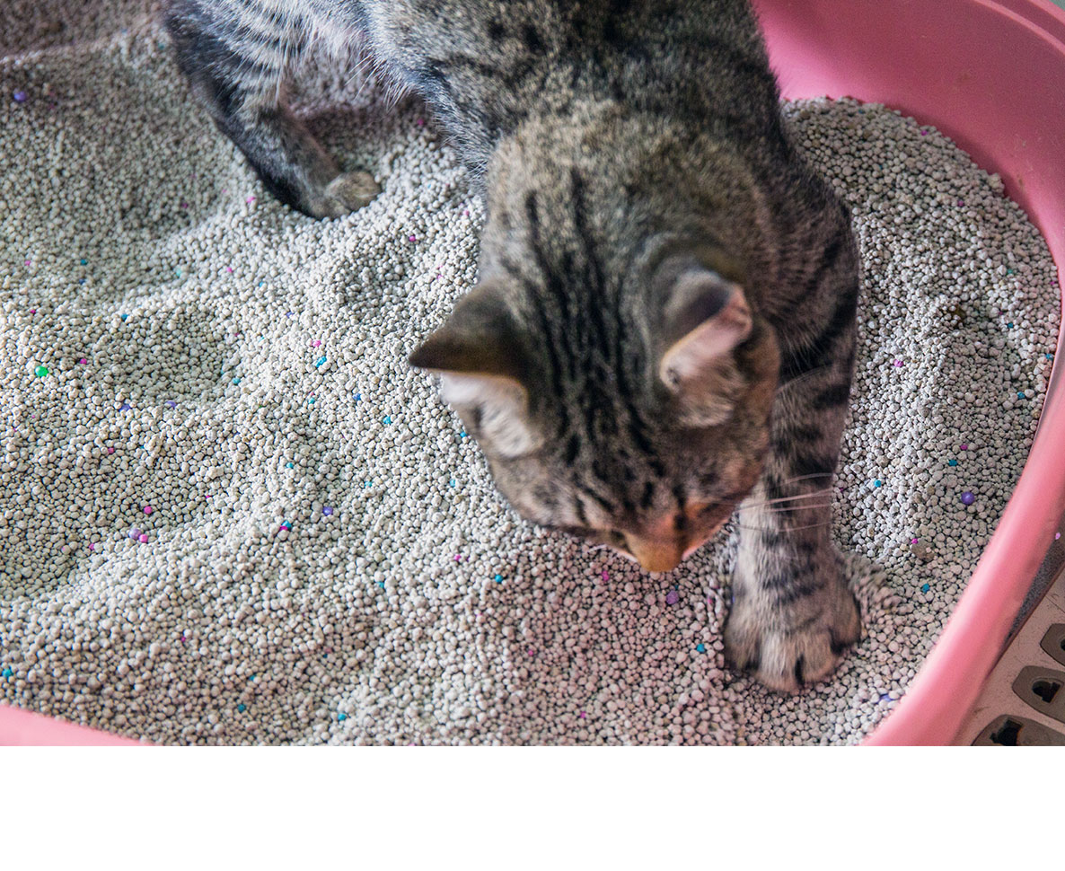 もう砂が飛び散らない、簡単だけど画期的な猫トイレ