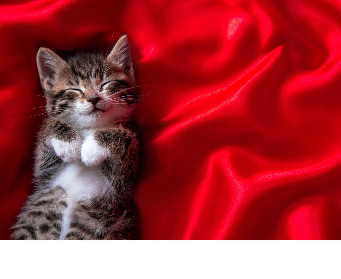 3匹の愛猫がユーモアたっぷり テイラー スウィフトのクリスマスカード ワールドペットニュース ペット大好き