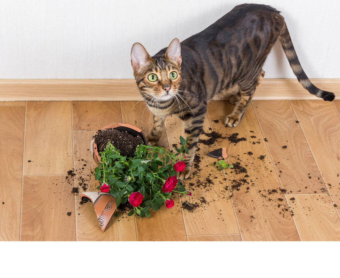 花瓶やコップを倒す猫のいたずらには、ちゃんと理由があった