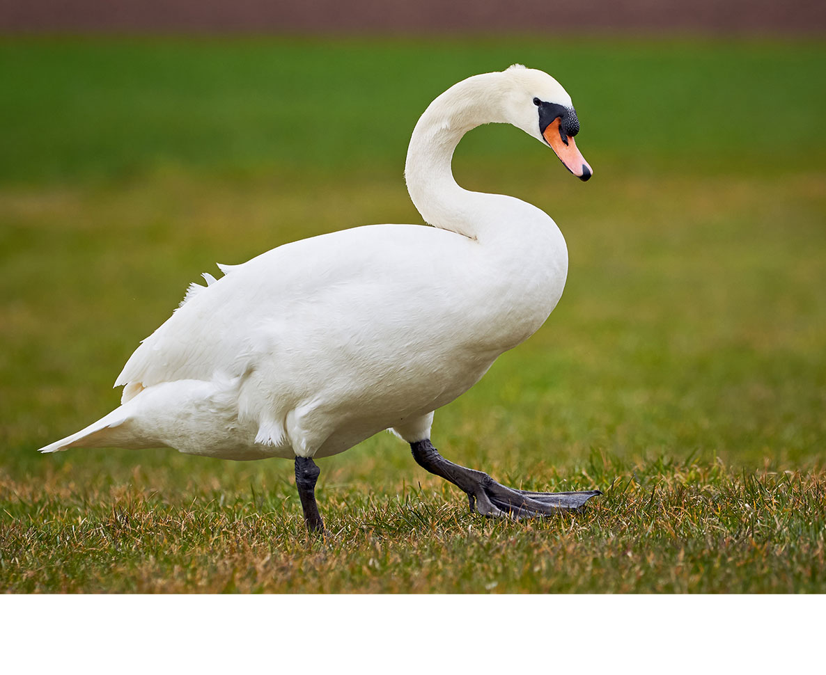 迷惑行為をしてるのはどっち？ゴルフ場で野生の白鳥が利用客と衝突