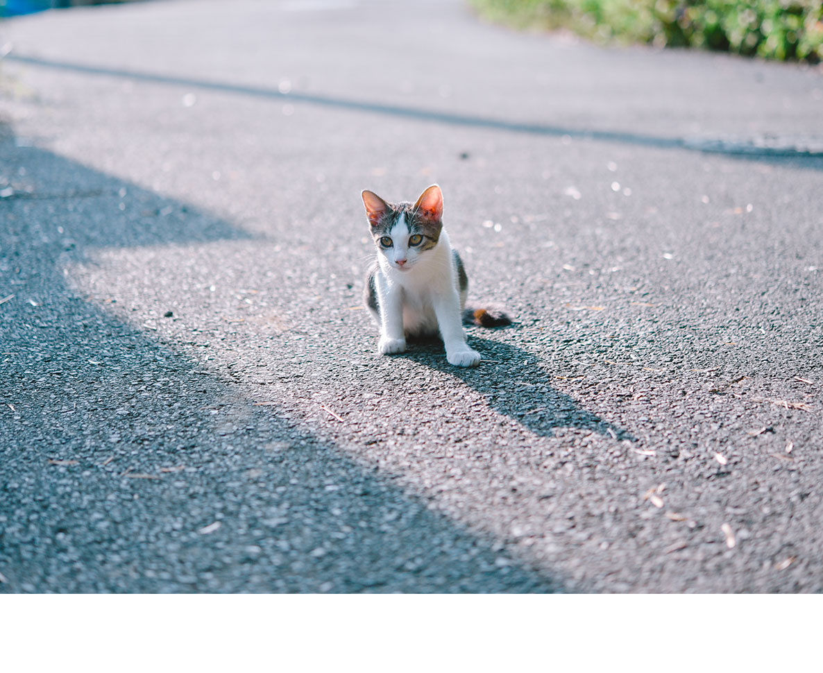 高速道路にうずくまる子猫。小さな命は果たして助かるのか