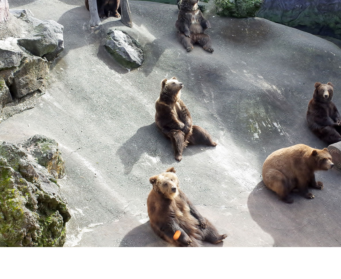 小学校に侵入して滑り台を楽しむクマの親子
