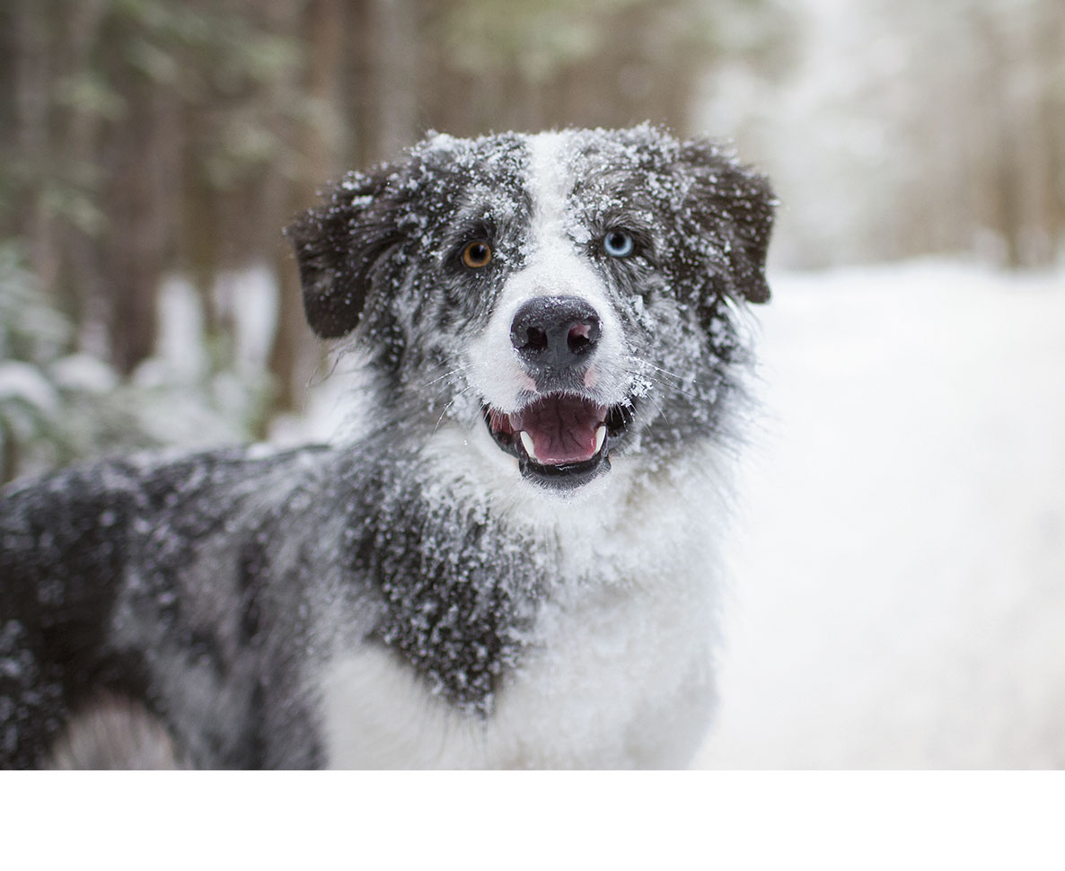 死期の近い愛犬への最後のギフトは雪のベッド