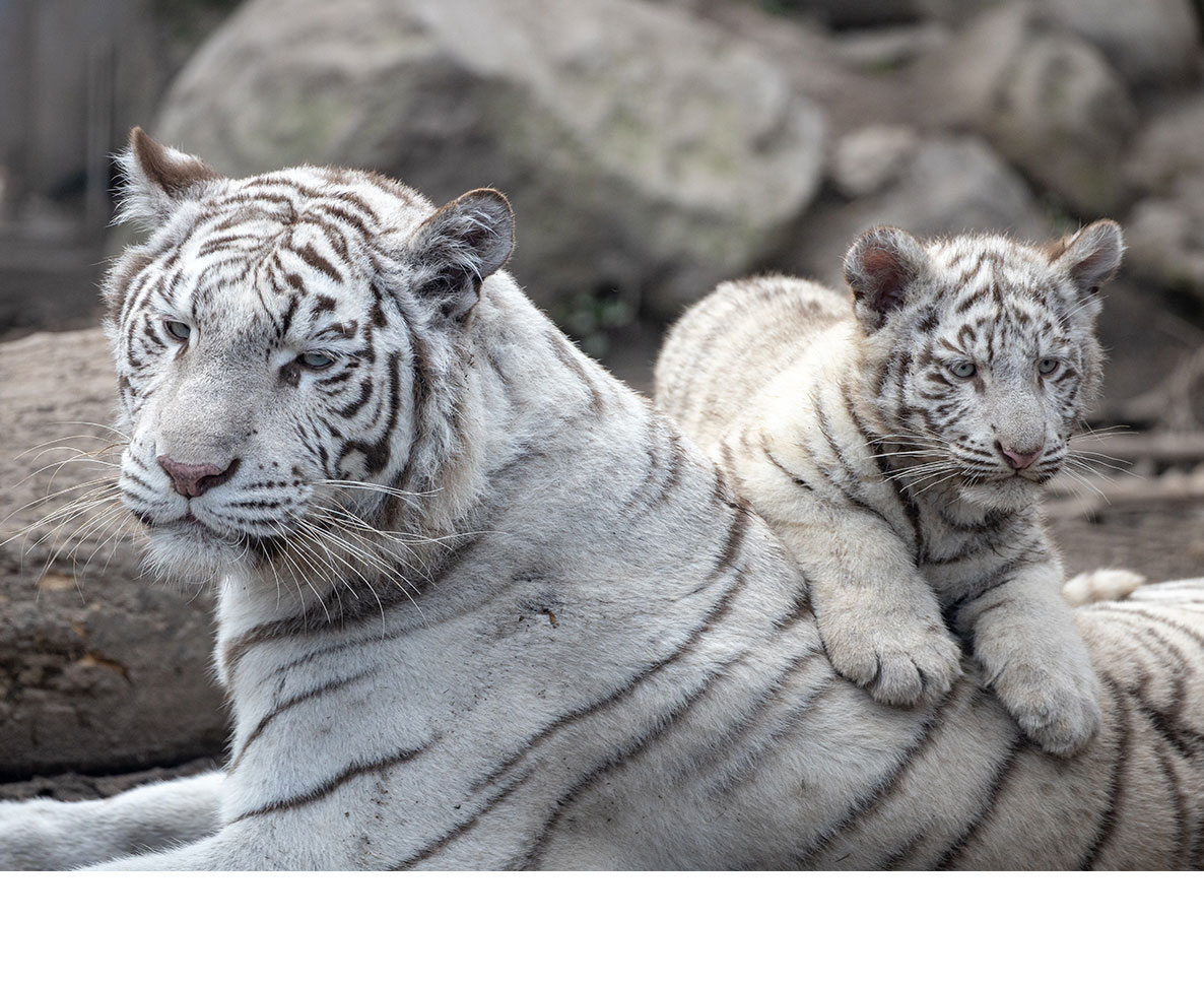 見物客もびっくり！動物園のトラの施設内でくつろぐレトリバー犬