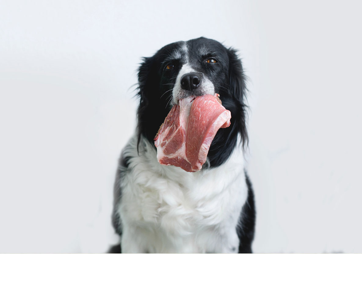 犬は1日1食のほうが健康にいい。新しい見解にあなたは賛成？