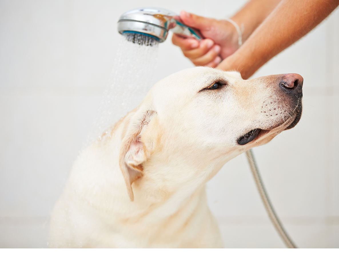 真似できる？お風呂嫌いの犬に飼い主が取った最終手段