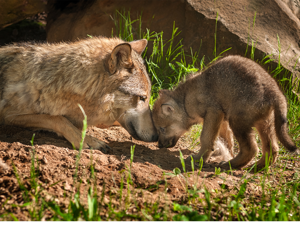 世界で最も希少なオオカミの赤ちゃんが動物園で誕生