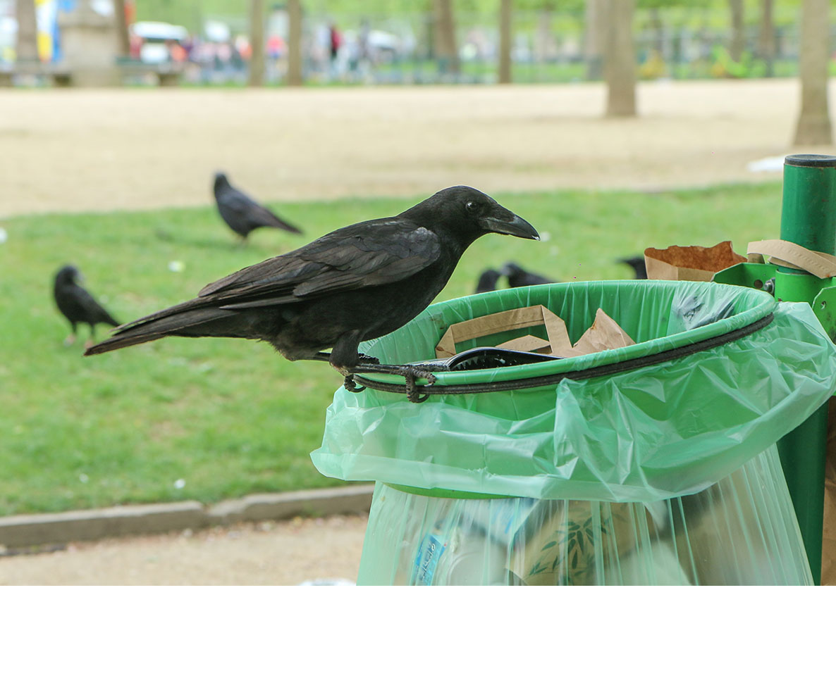 毎朝カラスにコーヒーを淹れてあげる男性