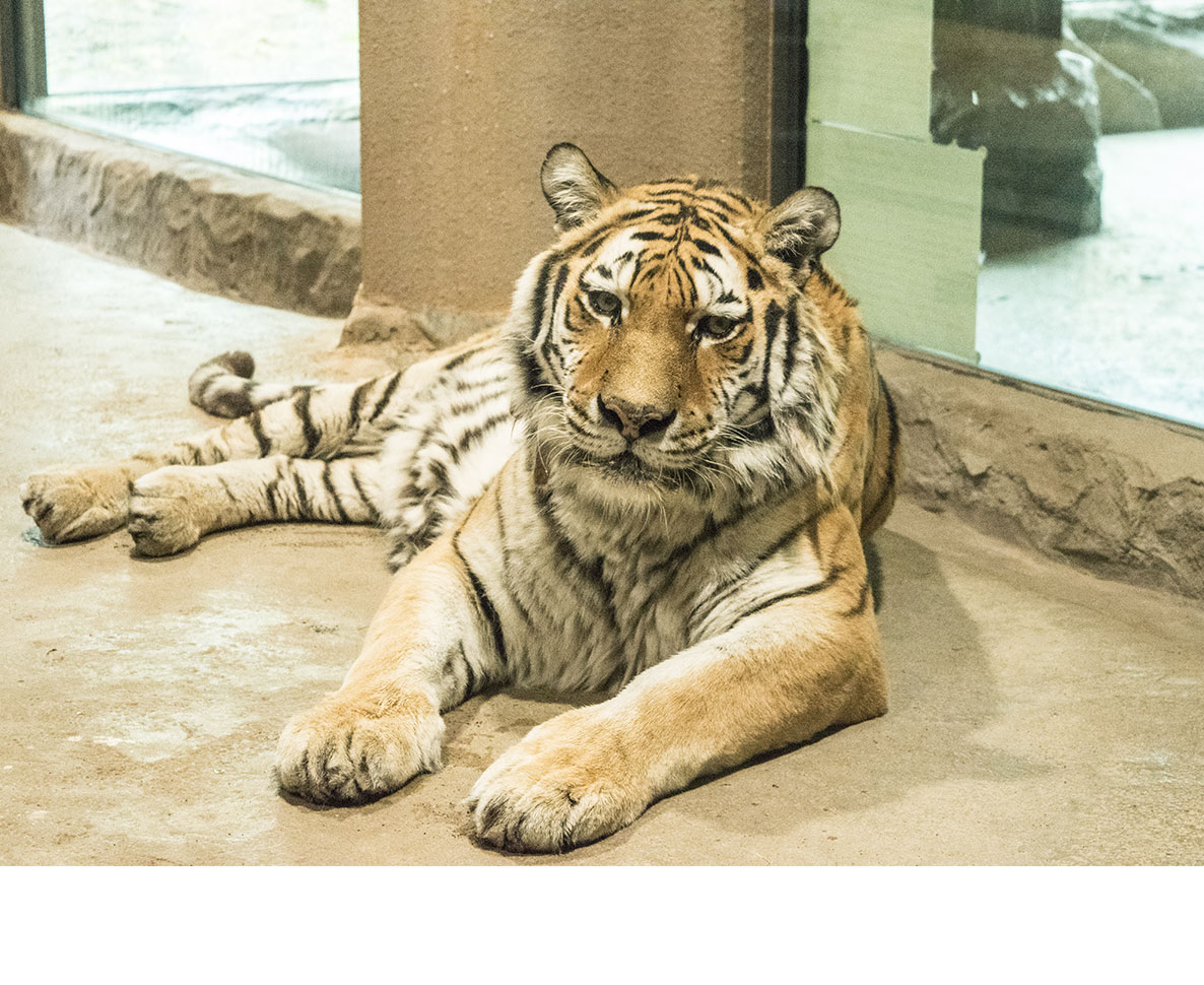 動物園のトラがコロナ感染によって死亡
