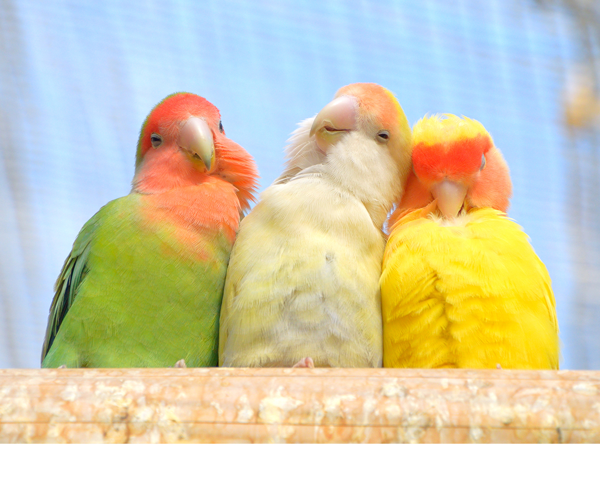 ペットショップ店員が書いたインコの説明に皆が爆笑