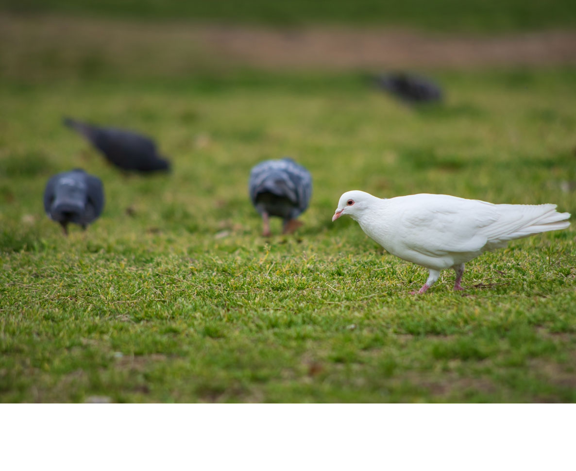 ニュース中継中に飛んできた鳥がキャスターから奪ったものは？